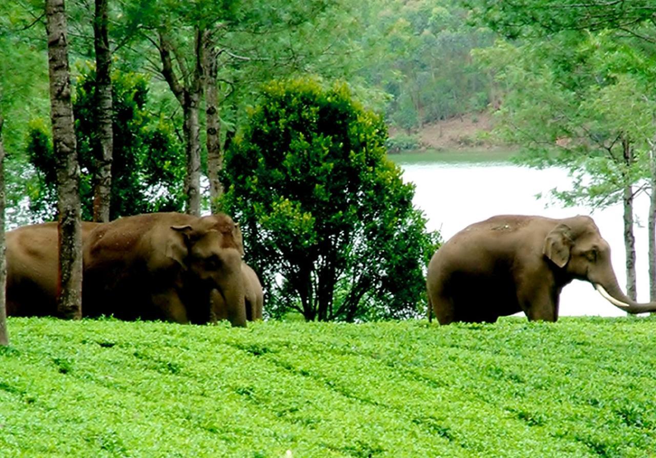 Viduthi Homestay Munnar Exterior foto
